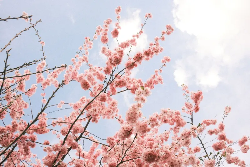 Blossoms, Bento, and Belonging: How Hanami Picnic Culture Is Quietly Rewriting the American Outdoor Table