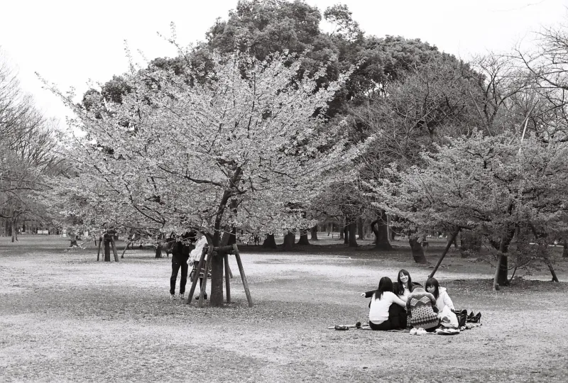 The Philosophy of the Park: How Japan's Kōen Culture Is Quietly Reshaping the Way Americans Gather